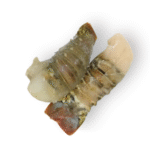 Lobster Tail 1kg (10PCS) - Image 2